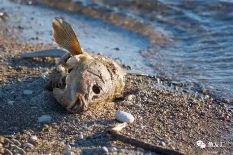 魚死掉要撈起來嗎|魚死了，水壞了，怎麼辦？